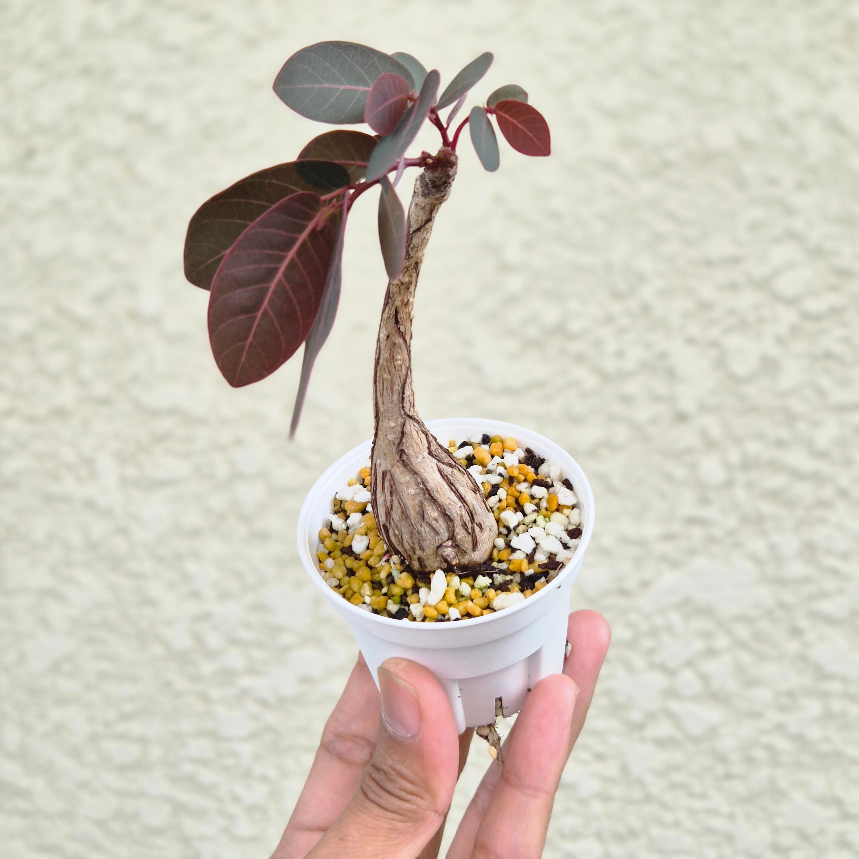 タリナム パニクラーツム 〛Talinum​ Paniculatum 抜き苗 発芽済 塊根