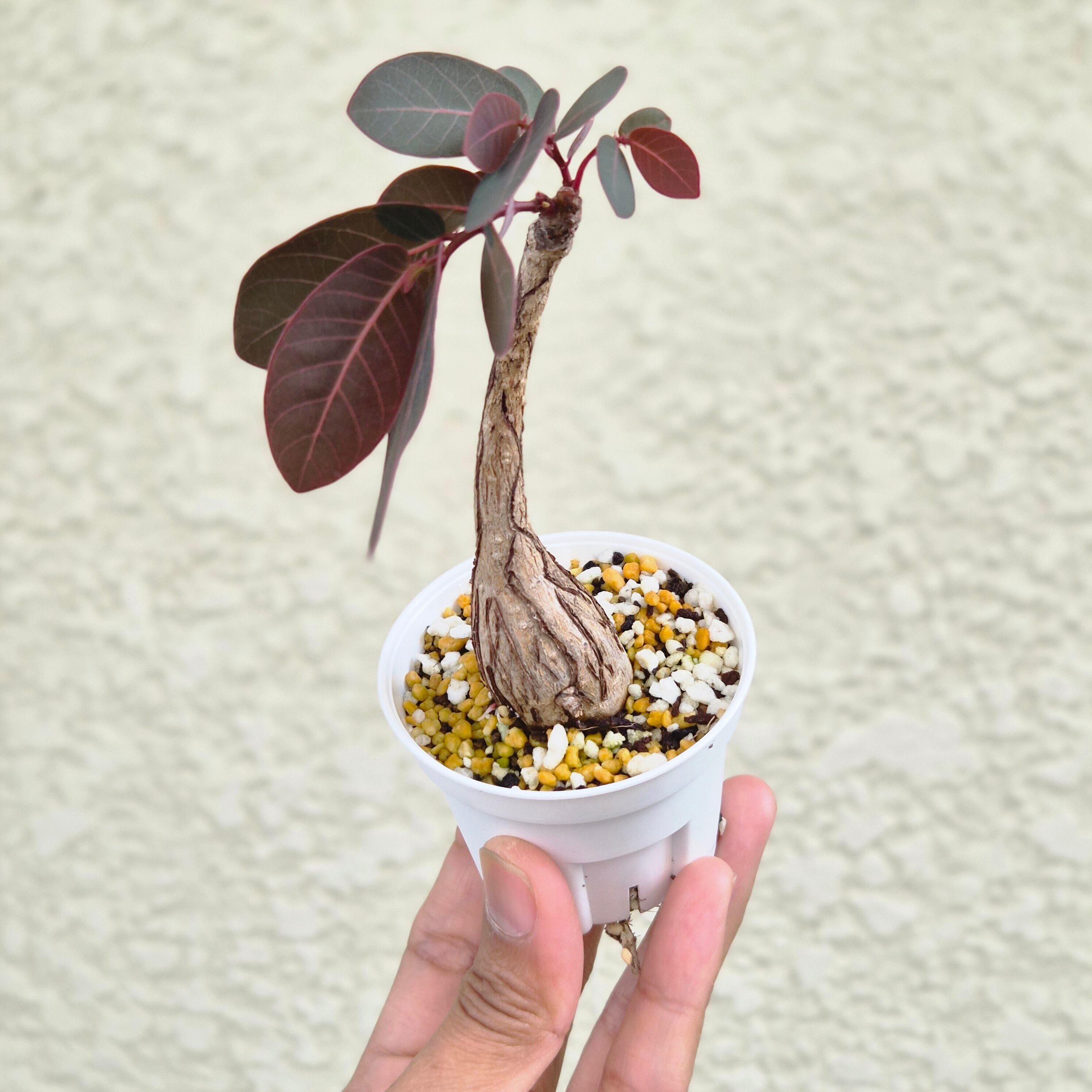 ㉒Sサイズ〚フィランサス・ミラビリス〛Phyllanthus Mirabilis 塊根植物 コーデックス ポット発送