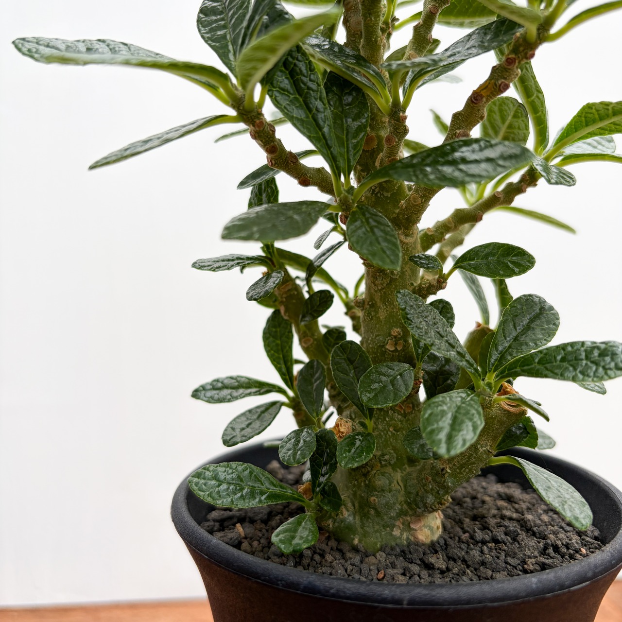 Dorstenia gigas【ドルステニア・ギガス・実生】