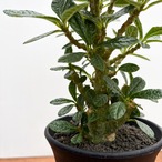 Dorstenia gigas【ドルステニア・ギガス・実生】
