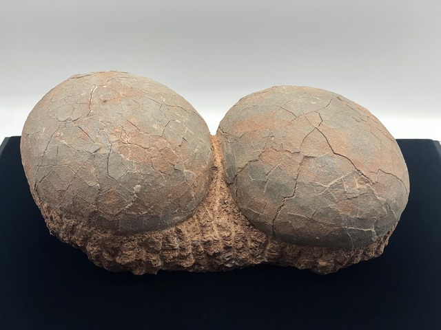 恐竜の卵の化石（レプリカ）