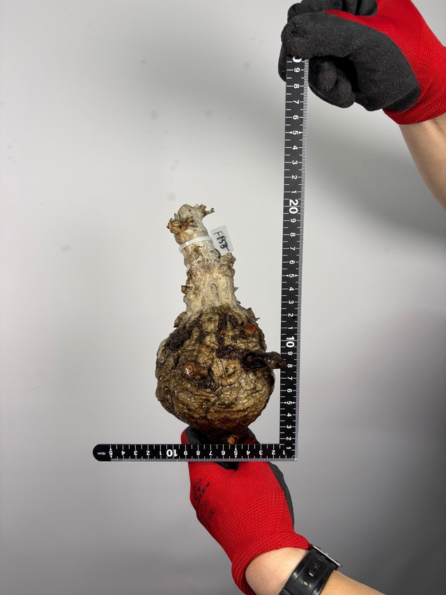 F155 現地発根株 オペルクリカリア パキプス 6/15 入荷 Operculicarya pachypus 塊根植物 現地球