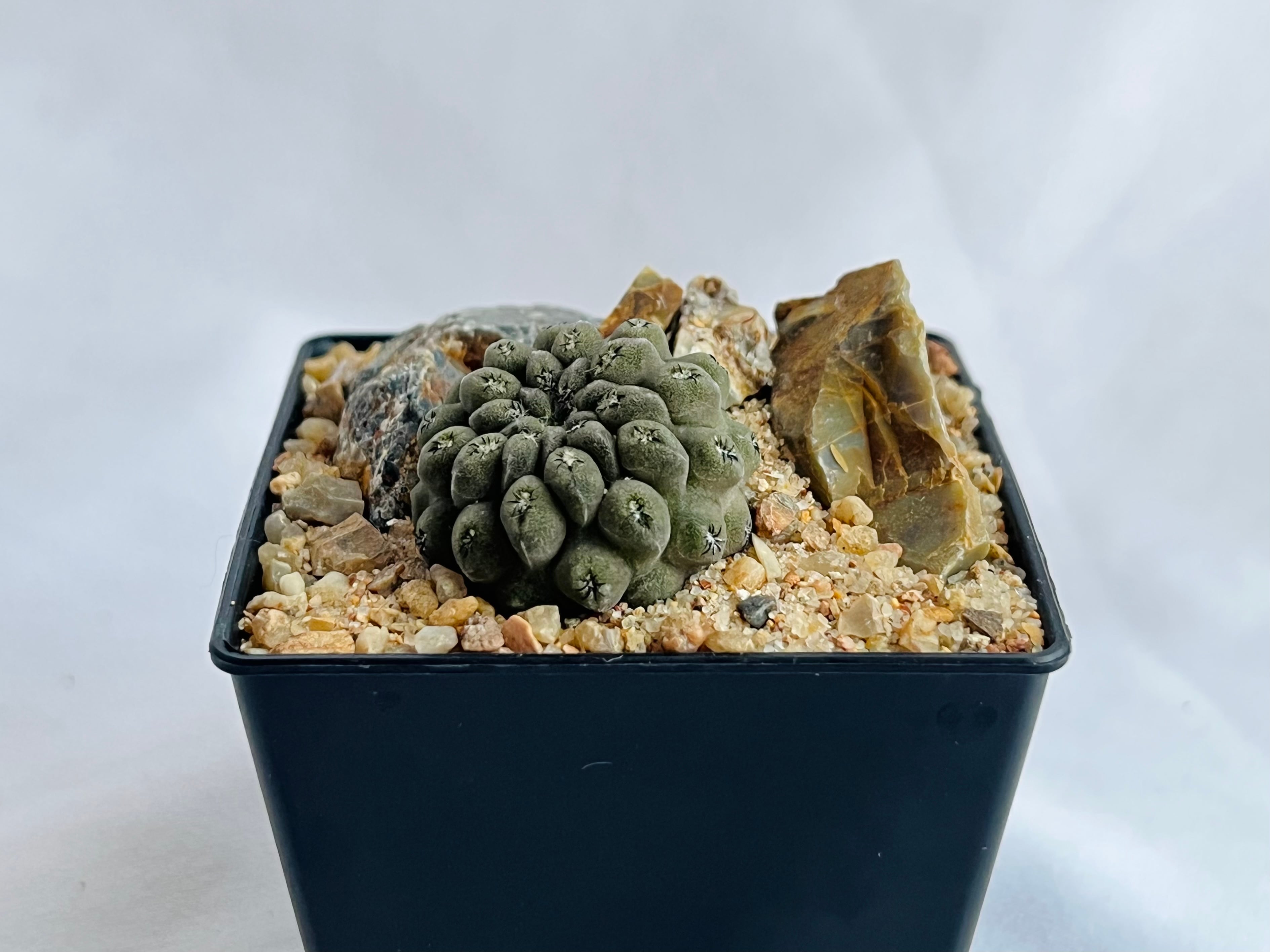 エリオシケ ナピナ コピアポア Eriosyce napina エリオシケ ナピナ サボテン | plants MARU ー