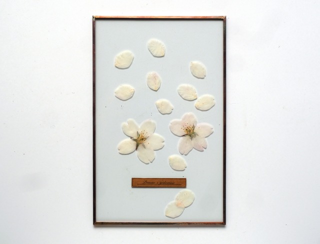 Sakura Glass Specimen-17 （ソメイヨシノのガラス標本）