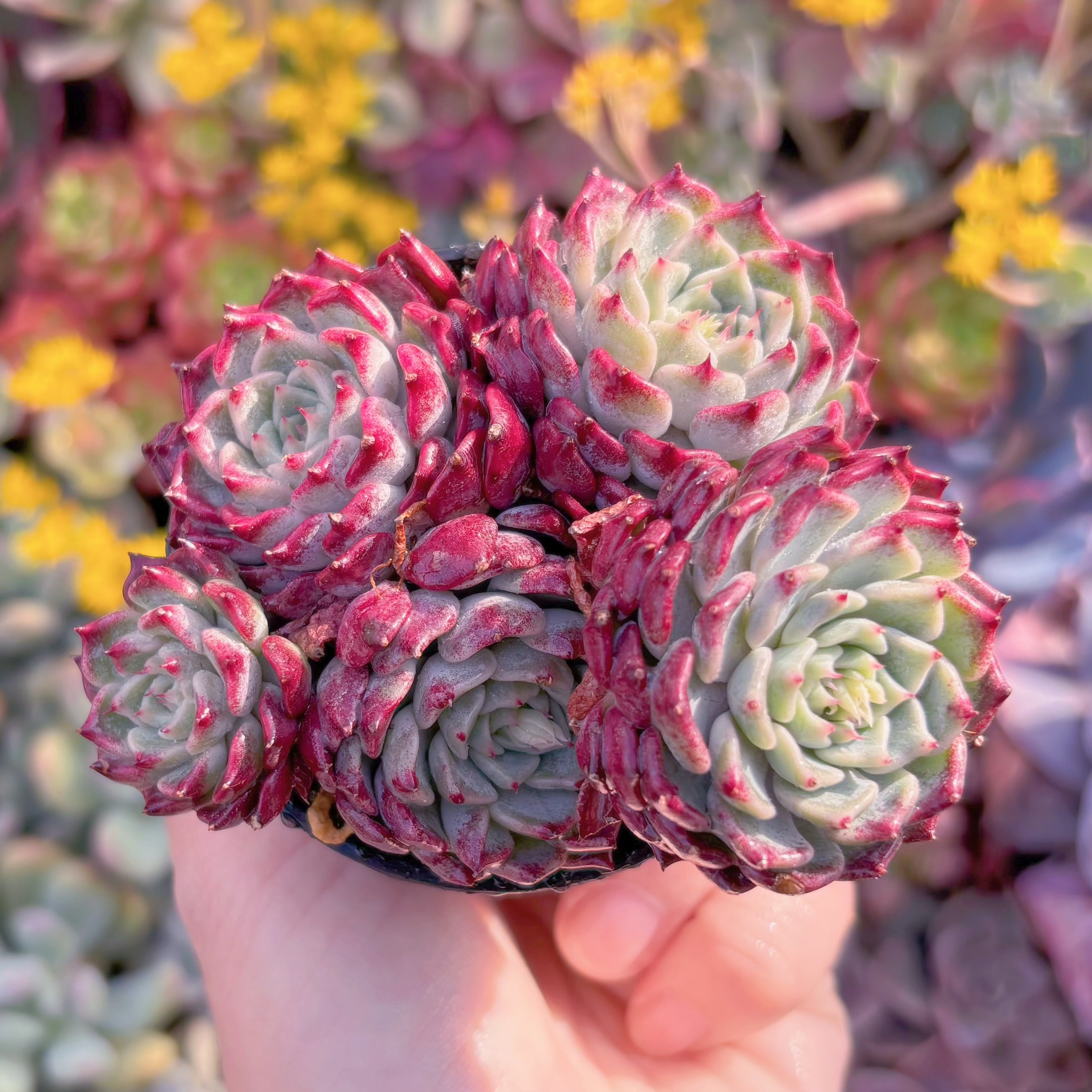 現品　沙羅姫牡丹#M171　新入荷　るる農園