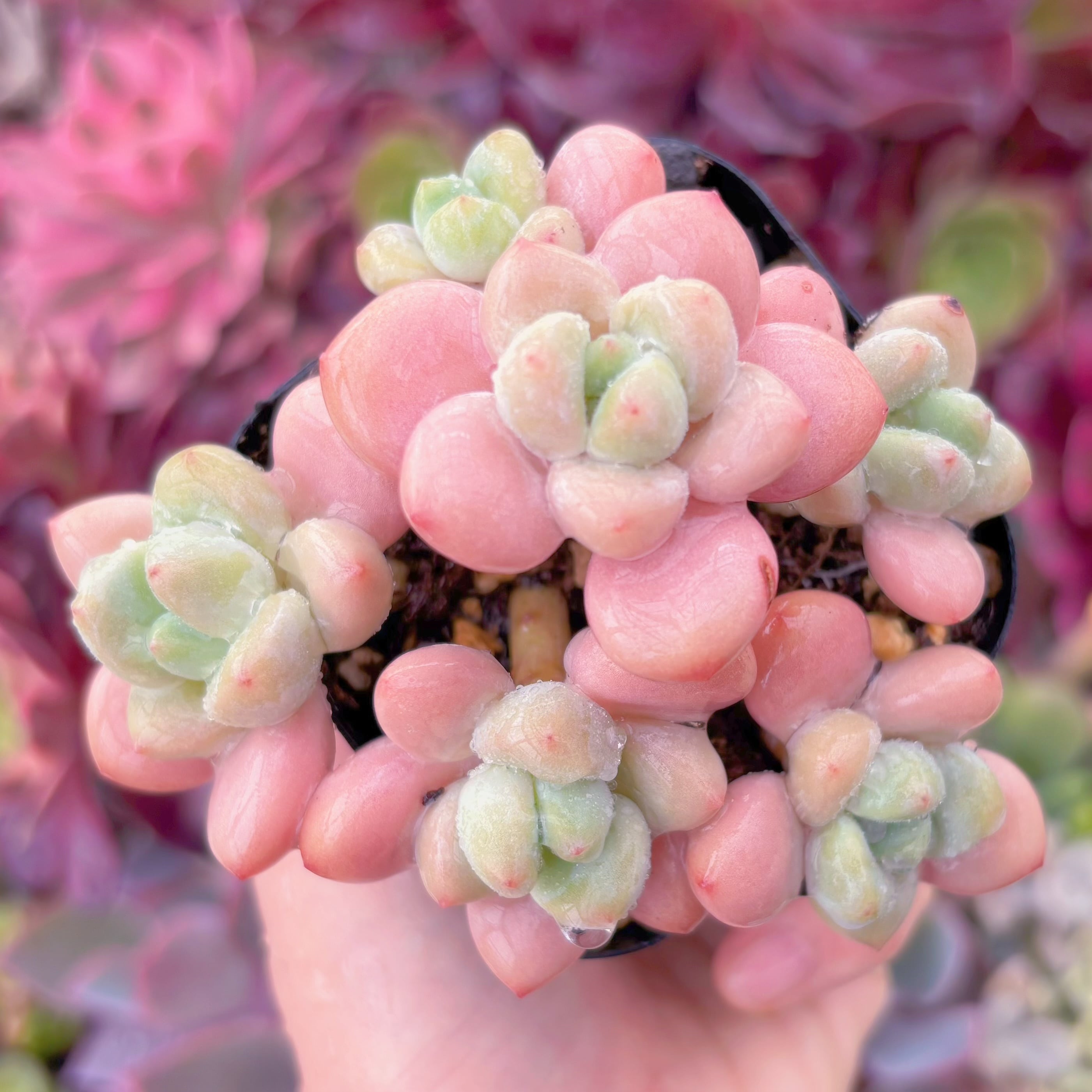 現品　マカロン#644　るる農園