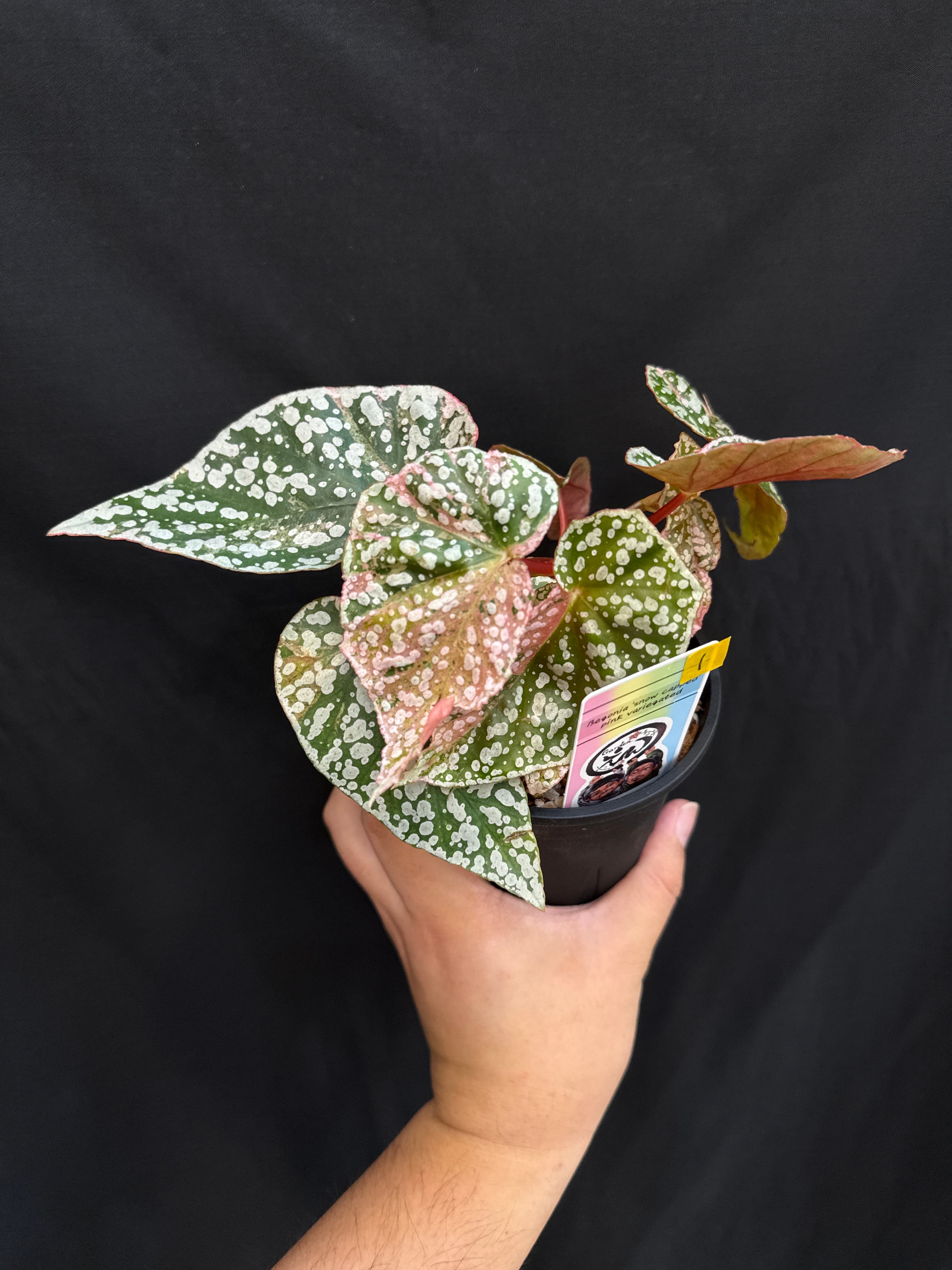 ①ベゴニア 'スノーキャプッド' ピンク斑入り | Gardenえん 【観葉