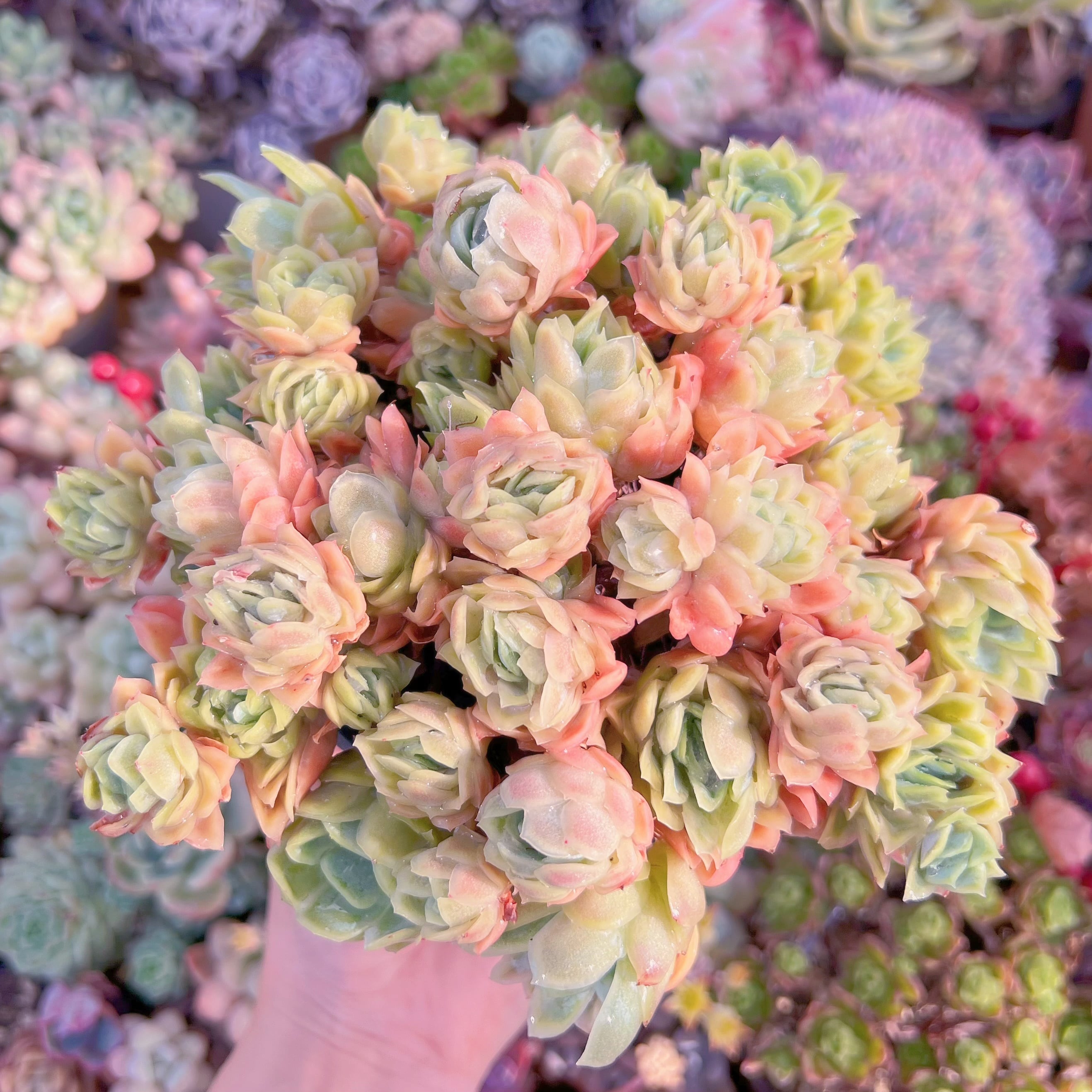 現品　クィーンローズ覆輪錦#F204　大群生　るる農園