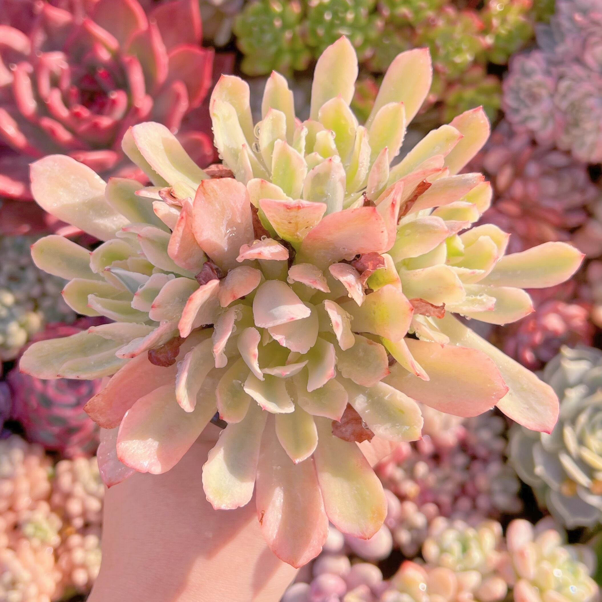 現品　hoveyi錦#628   群生　るる農園