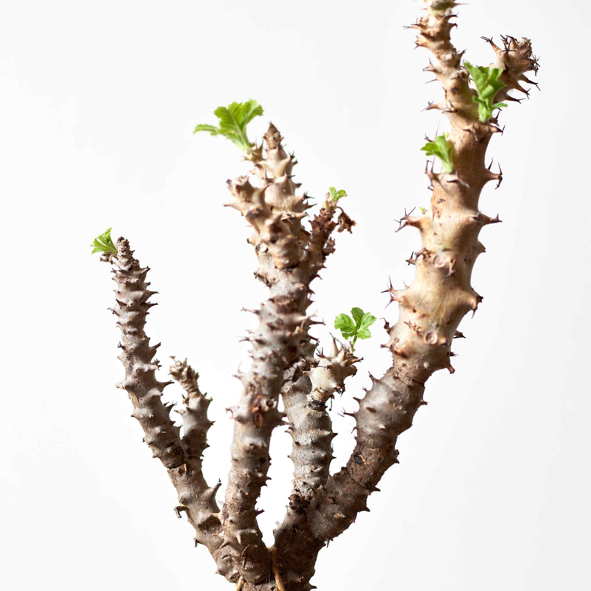 Jatropha fissispina　ヤトロファ・フィッシスピナ ヤトロファフィッシスピナ Jatropha fissispina