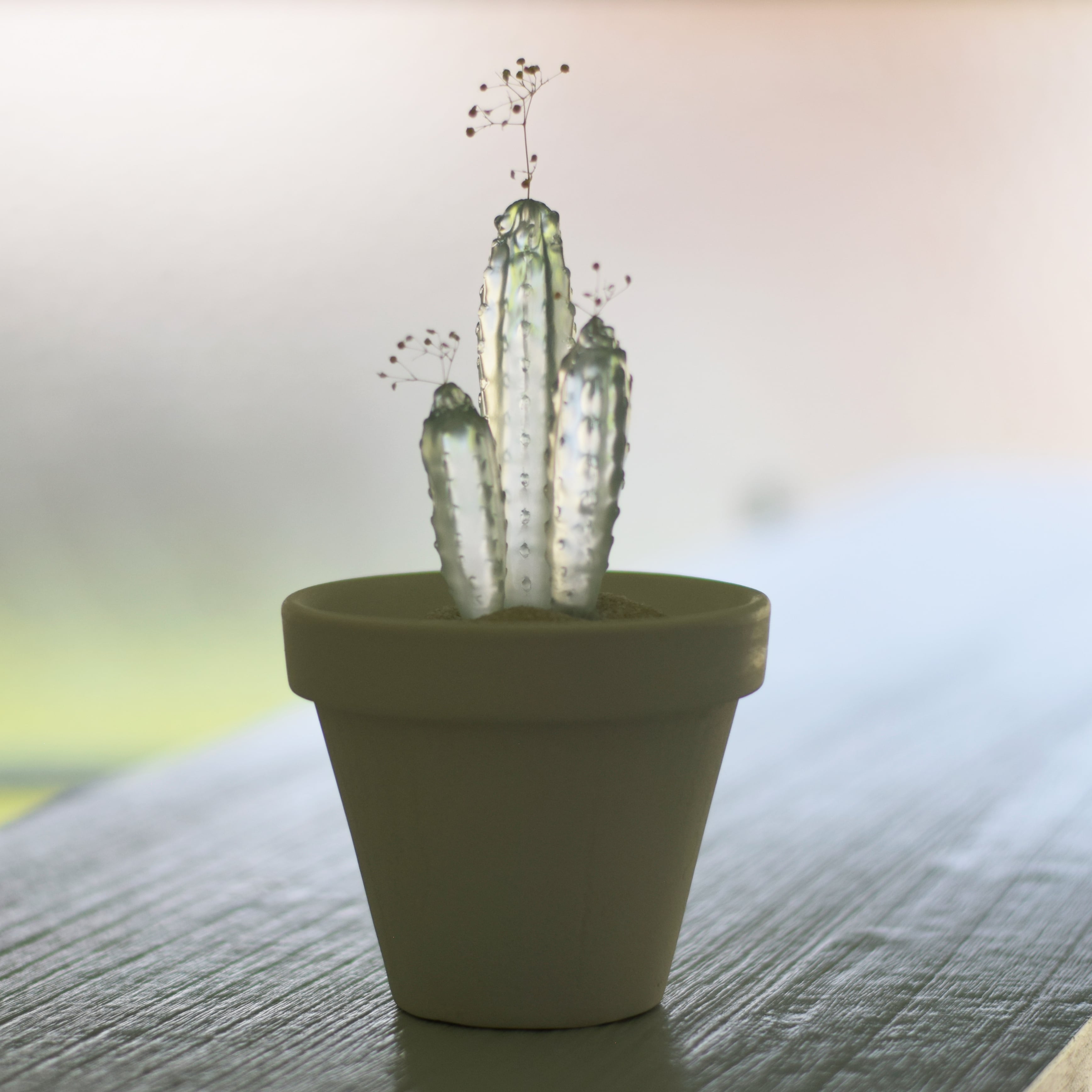 water cactus (飛鳥閣) | echidna