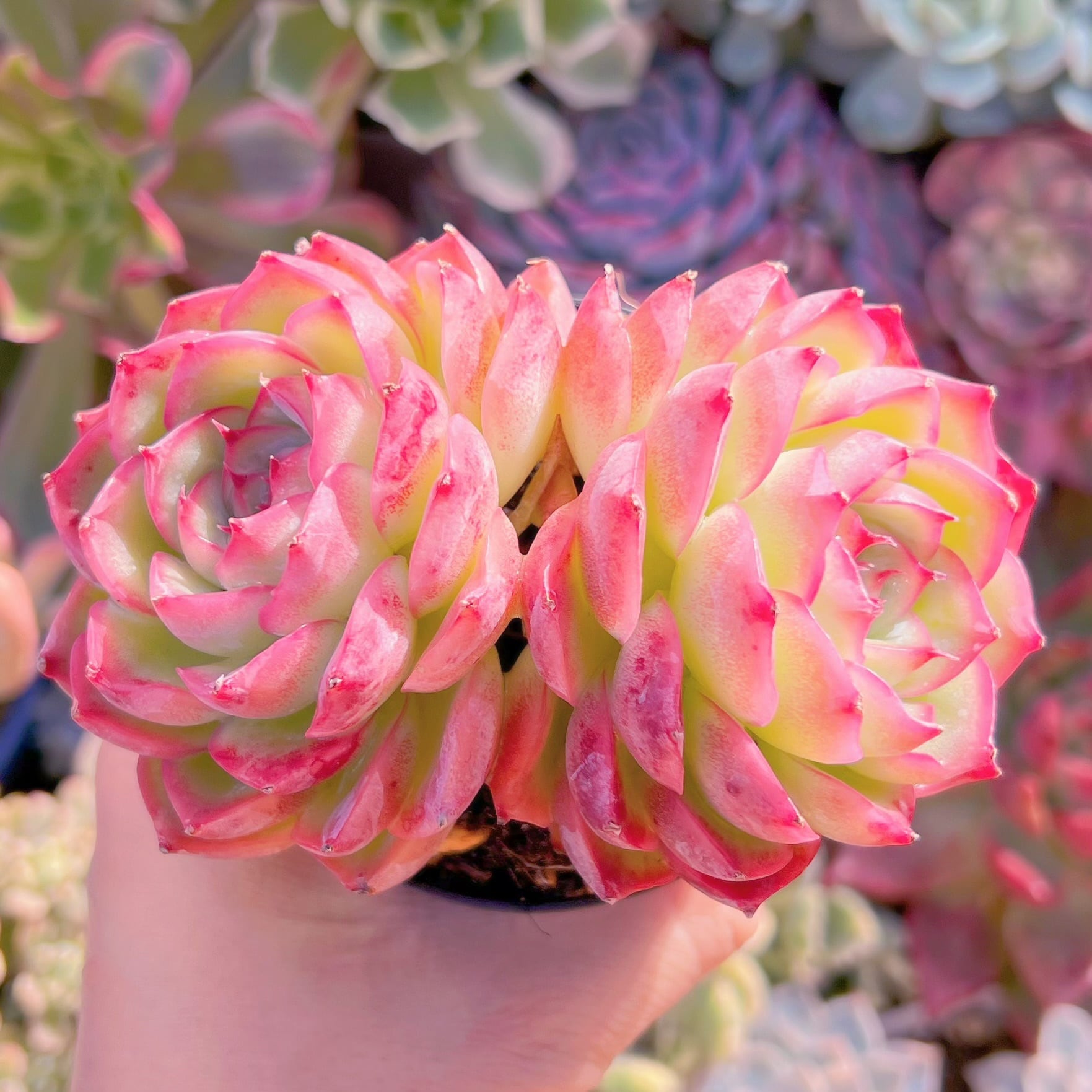 多肉植物　孤星2頭　新入荷　るる農園