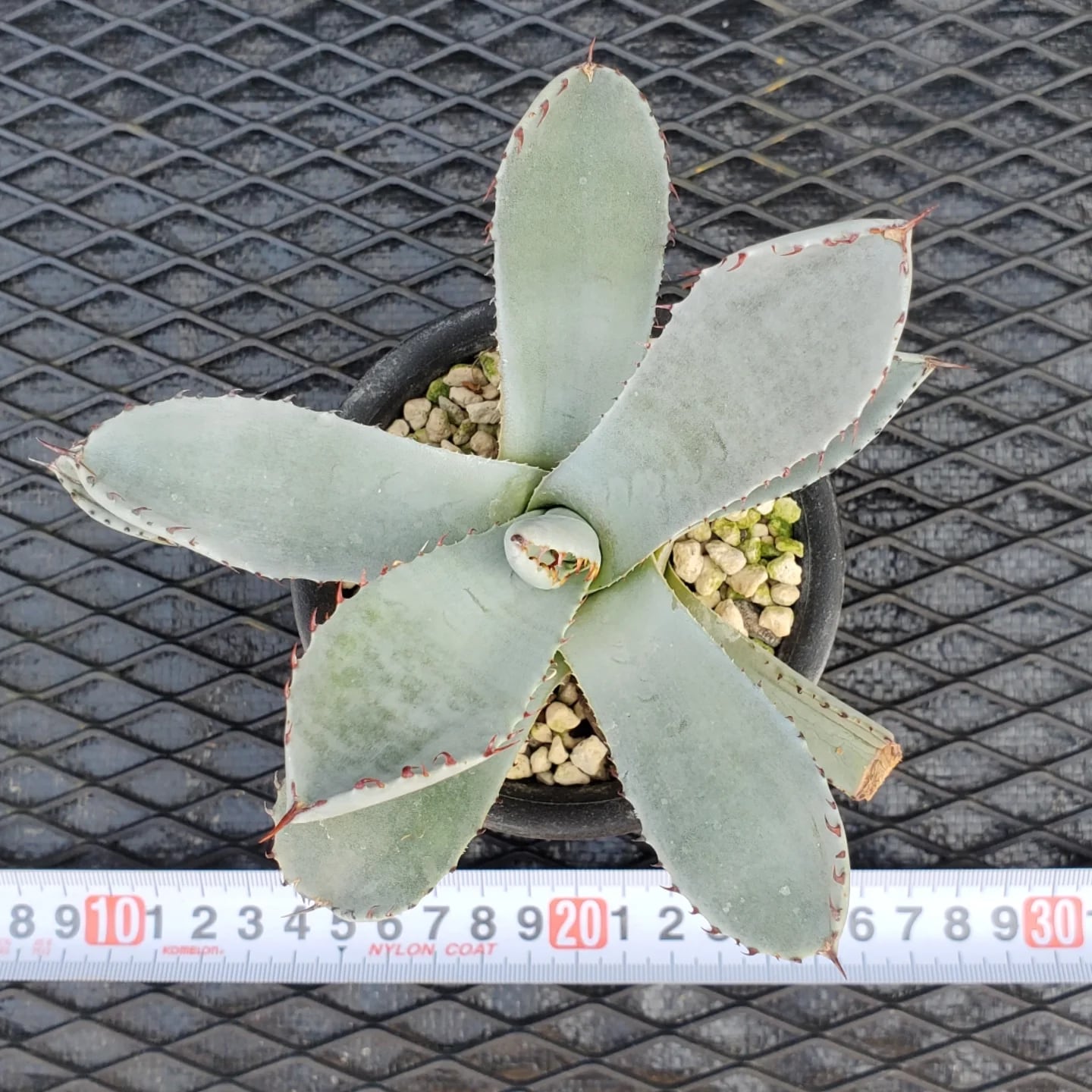 F00324_Agave parryi var. truncata：アガベ・パリー・トランカータ