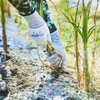 にんにく2kg(農薬・化学肥料・除草剤不使用)