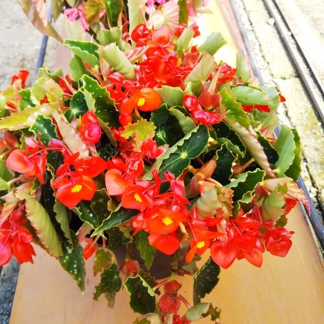 木立ベゴニア10.5cmポット苗 hanazukin(花ずきん) 農家直送の花苗