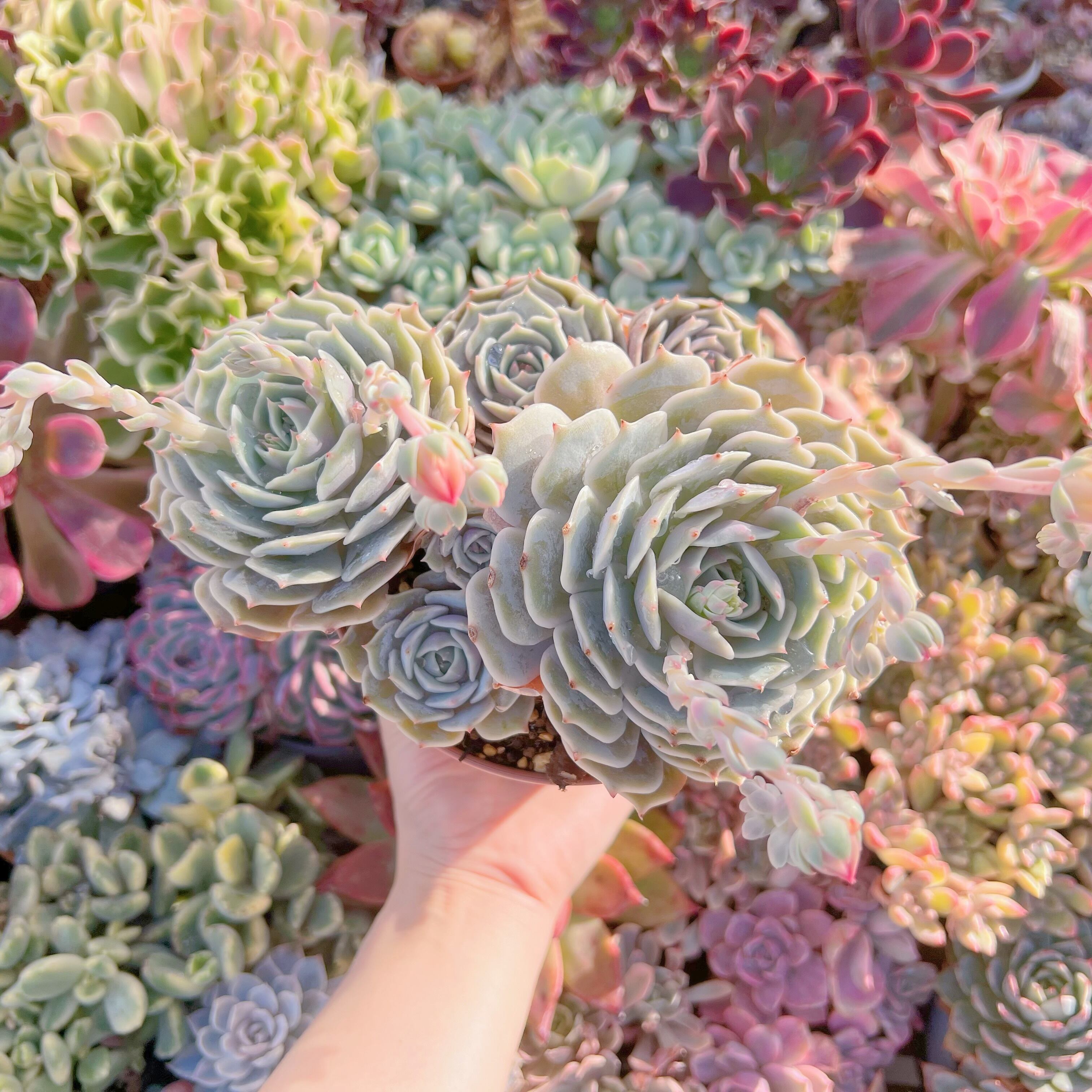 現品　ローラ#A60　新入荷　るる農園