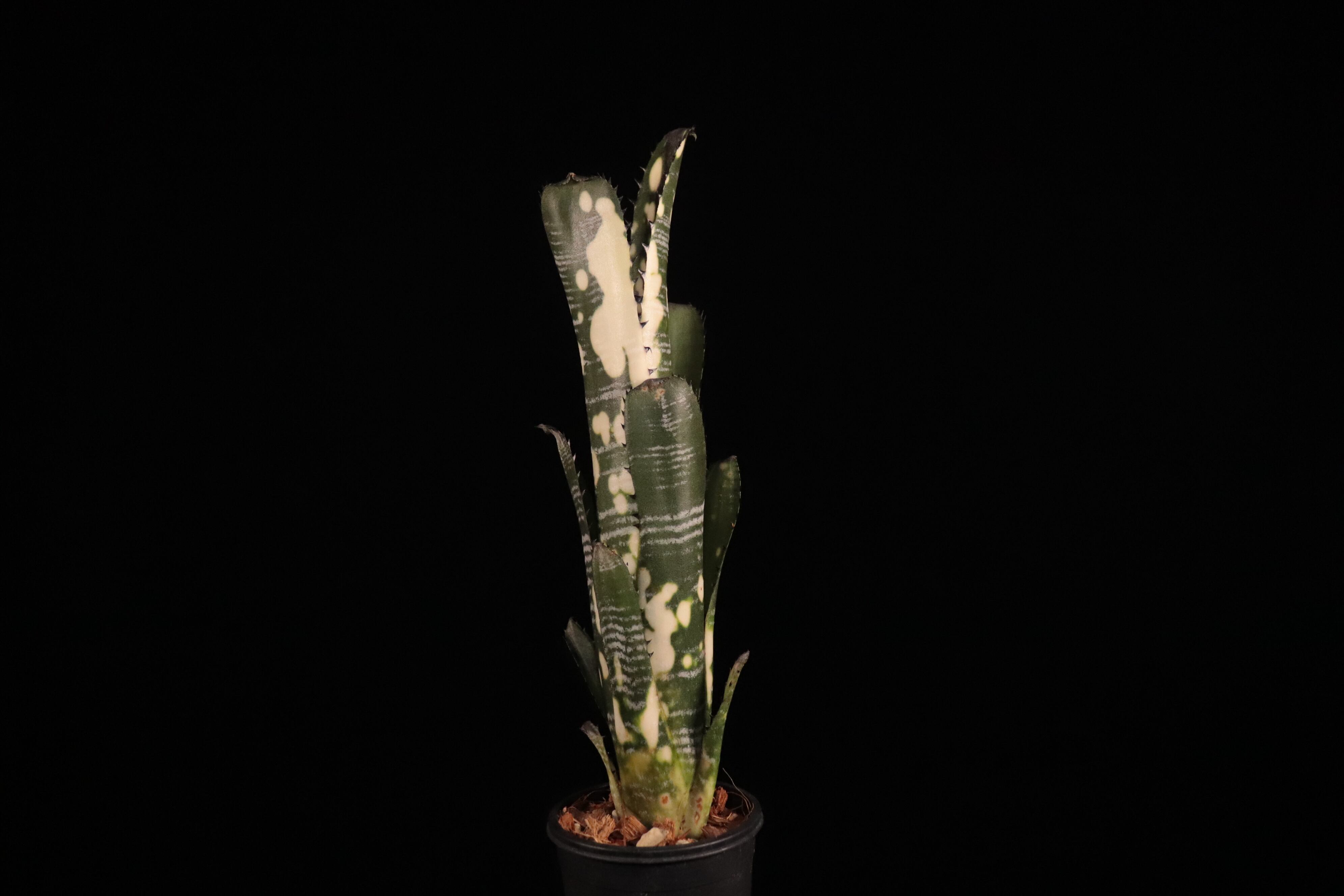 送料無料】Billbergia vittata 'Domingos Martins'〔ビルベルギア