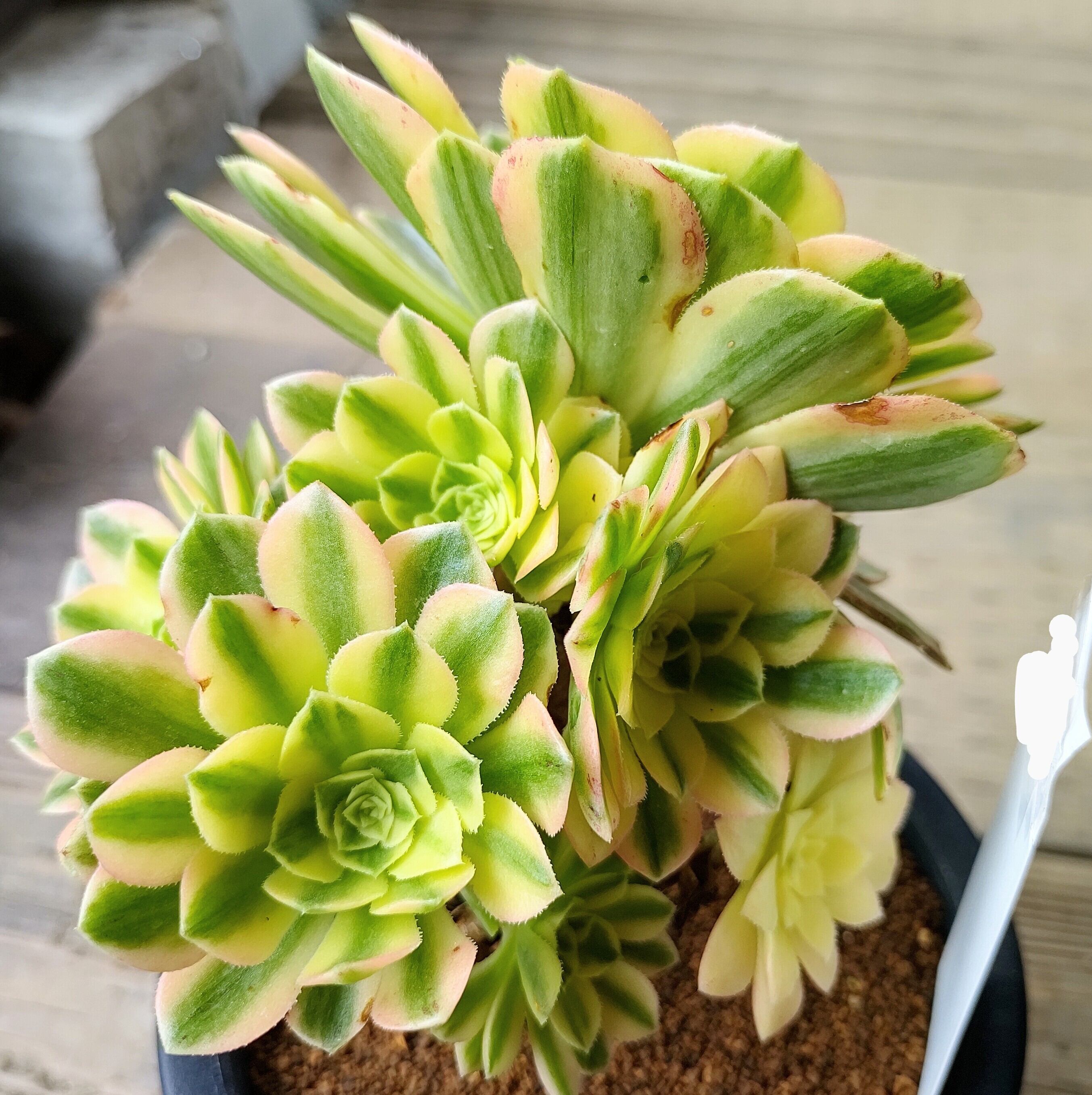 碧玉(アエオニウム) | RuPo 多肉植物専門店