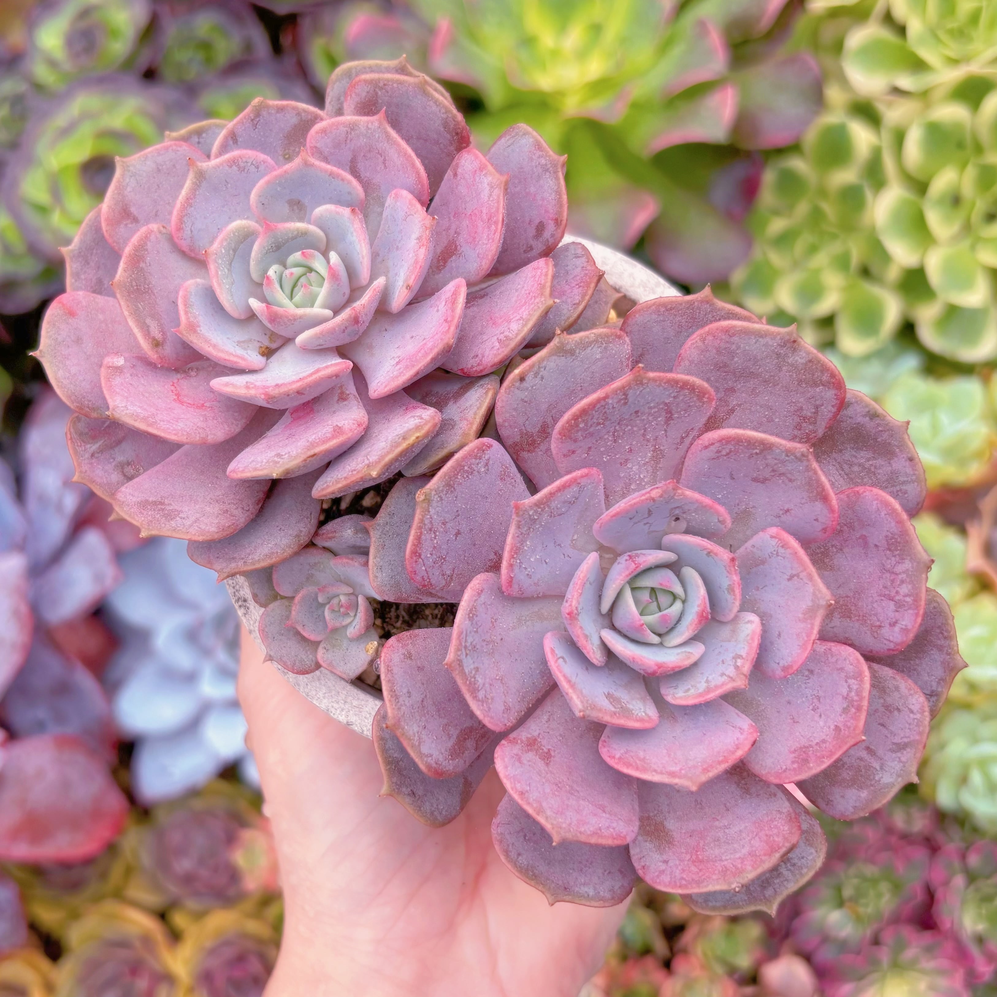 現品　ピンクローラ#861　在庫僅少　群生　るる農園