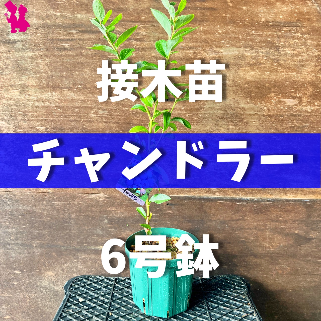 完売】ブルーベリー『接木チャンドラー』 | 園芸農家イシヅキ 