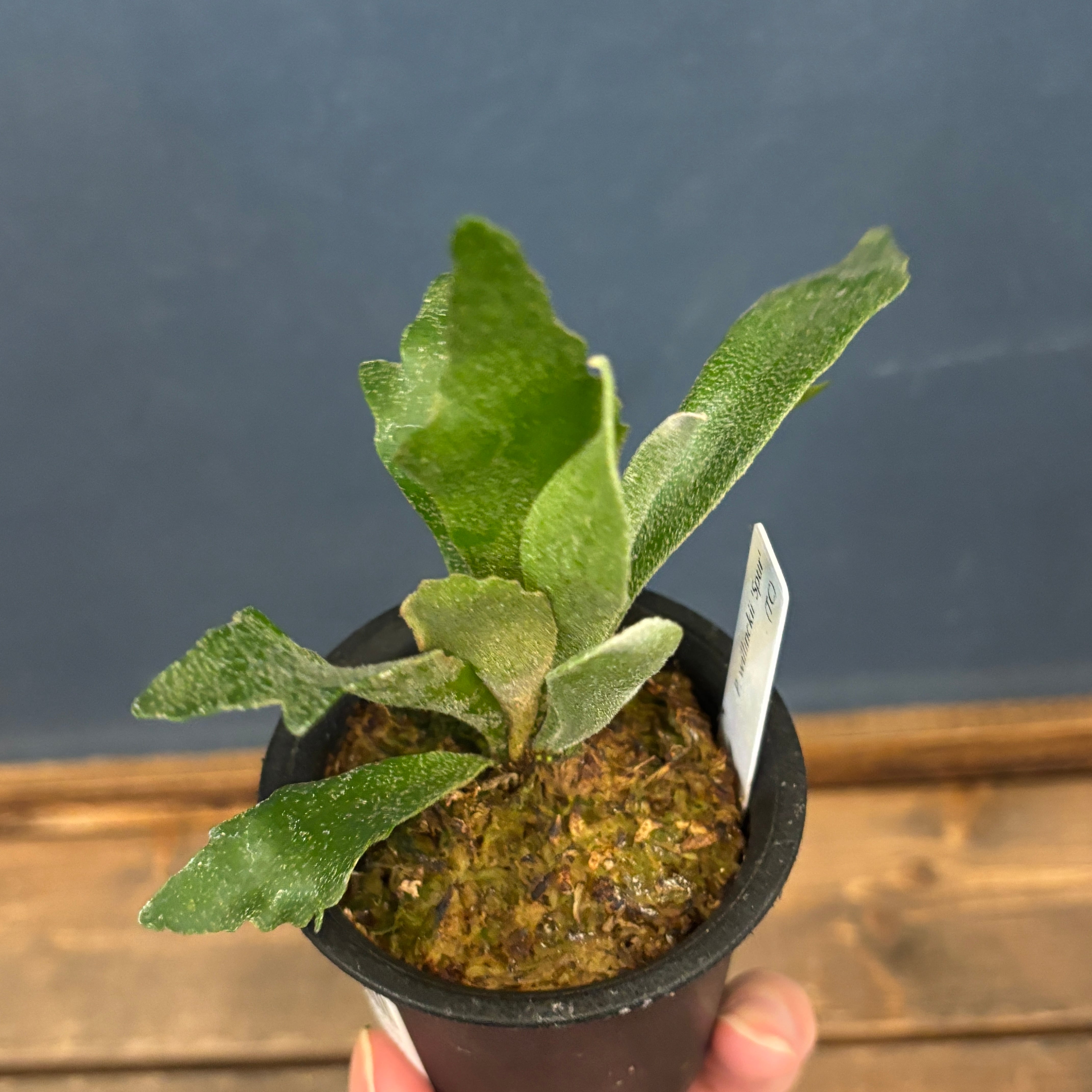 クリアランス】ビカクシダ ウィリンキー 'spur' (P.willinckii 'spur