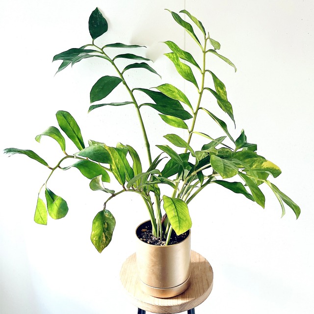 【Luxury Plants】ザミオクルカス 斑入り やさしいライム斑の美株｜ゴールド鉢カバー付き｜calm cafeセレクト
