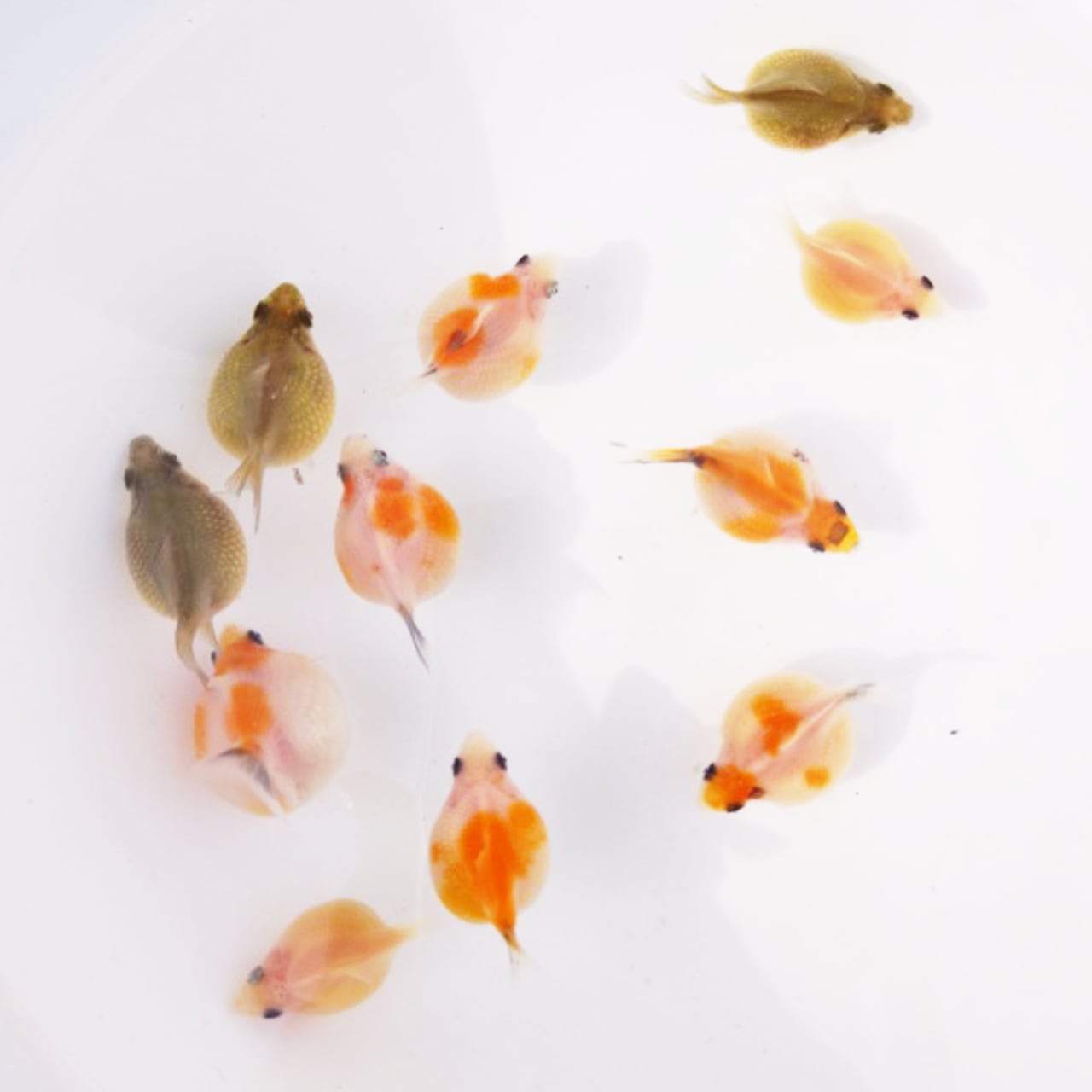 現代美術 提物根付 作家一点物【金魚(ピンポンパール)】 d29d76de0925b77876bd85a484986f
