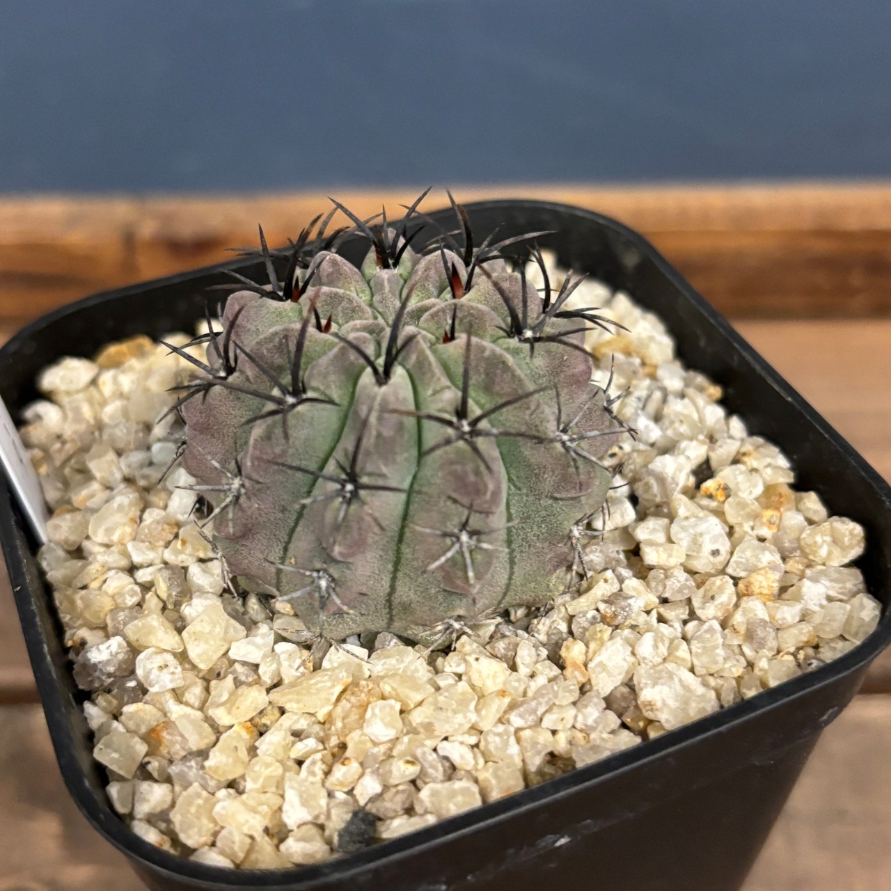 サボテン　ネオポルテリア　パウキコスタータ【1099】