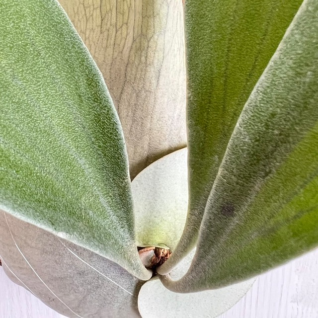 ビカクシダ ネザーランド 板付 【観葉植物 室内 コウモリラン】