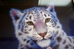 額付き複製画「我が子 - ユキヒョウ ジーマとヒメル」 動物園個展期間限定1点、7/28まで
