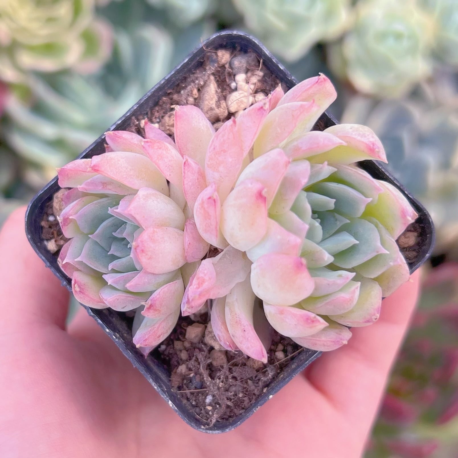 現物　桜雨#B39　るる農園