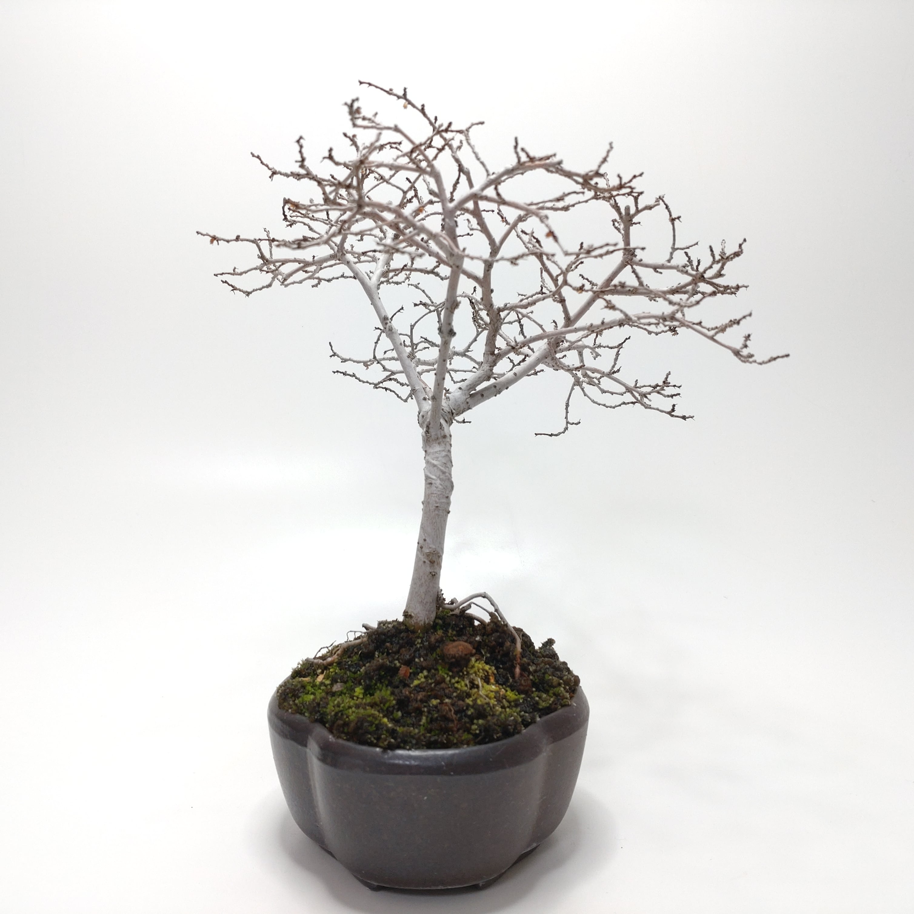 楡欅（ニレケヤキ）盆栽 SS013 | 盆栽創【Bonsaisou】