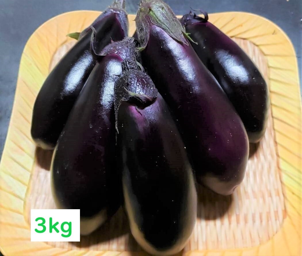 3㎏】南国高知で育った高知なす♪ | 大坪農園