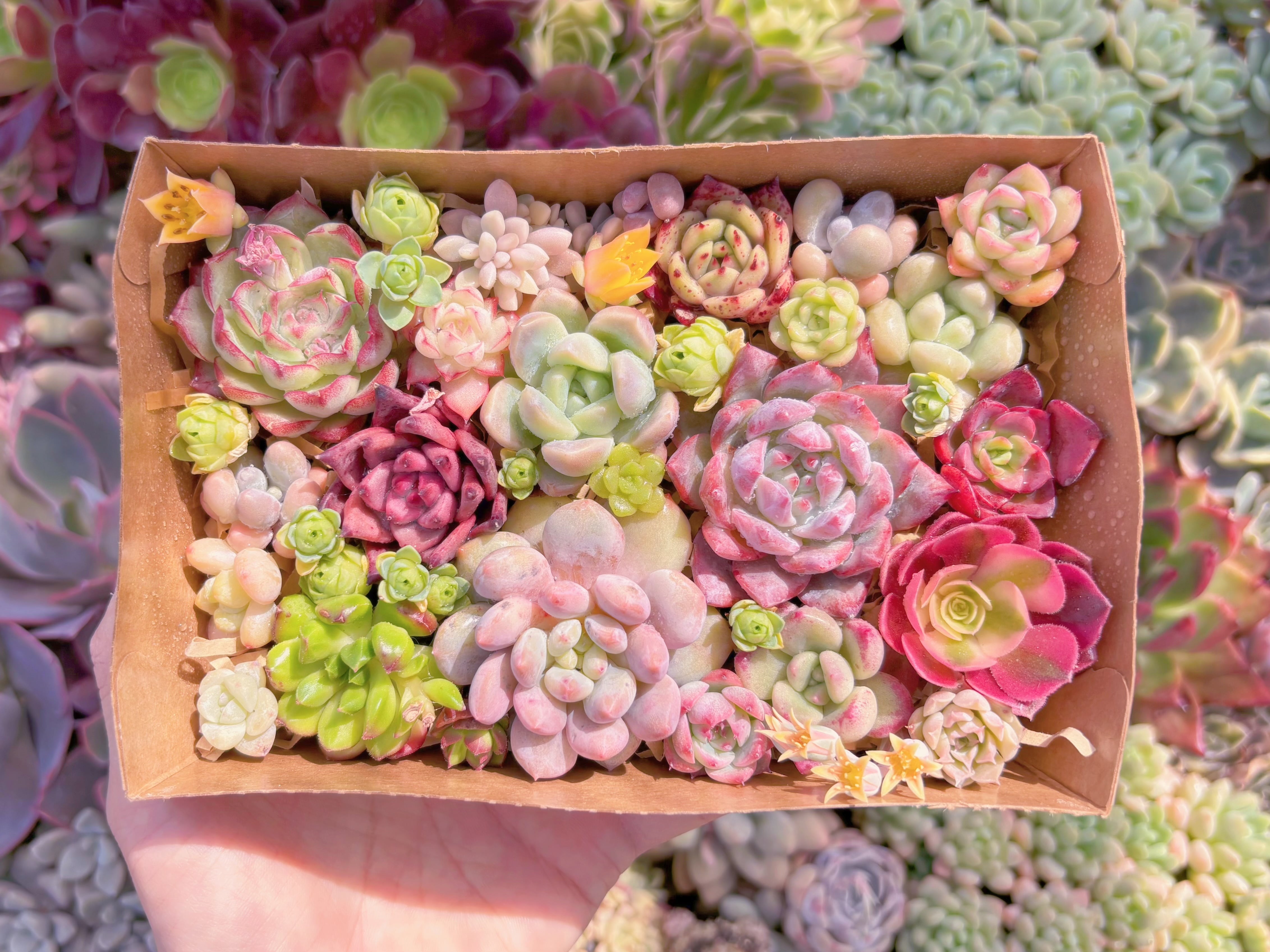 現品　寄せ植えセット#B45　17×4.5×11.5cm　るる農園