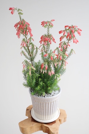 【S】エリカ ウィンターファイヤー/Erica 'Winter Fire