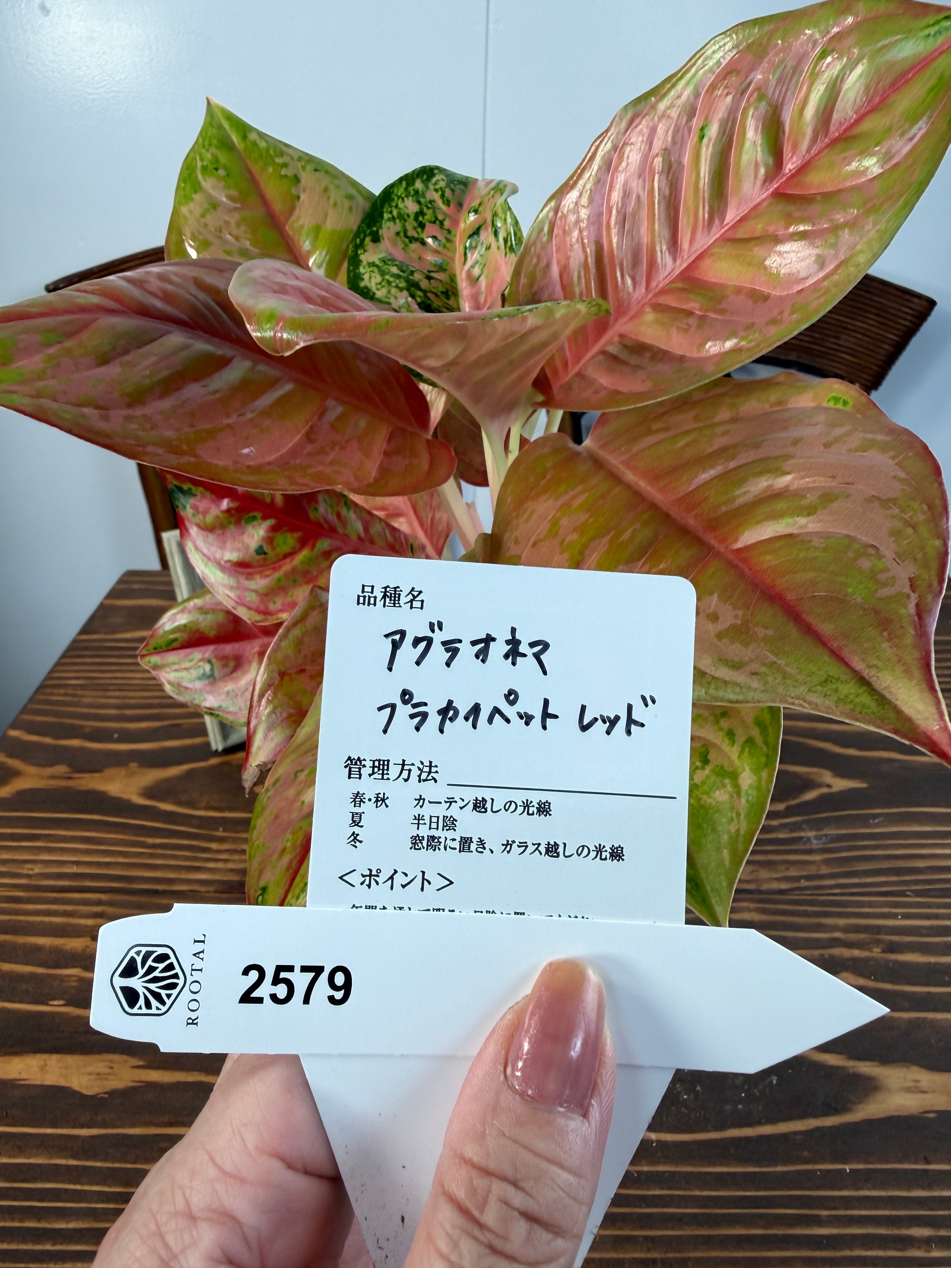 アグラオネマ | ROOTALPLANTS