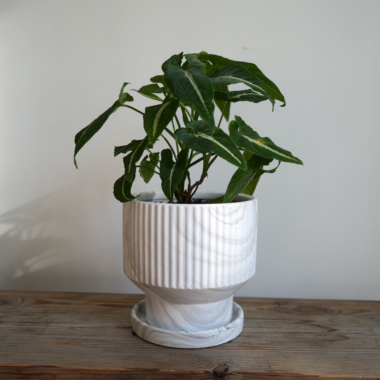 送料込み】スキンダプサス トレビー 5号サイズ ハンギングプラ鉢 | 草陽香