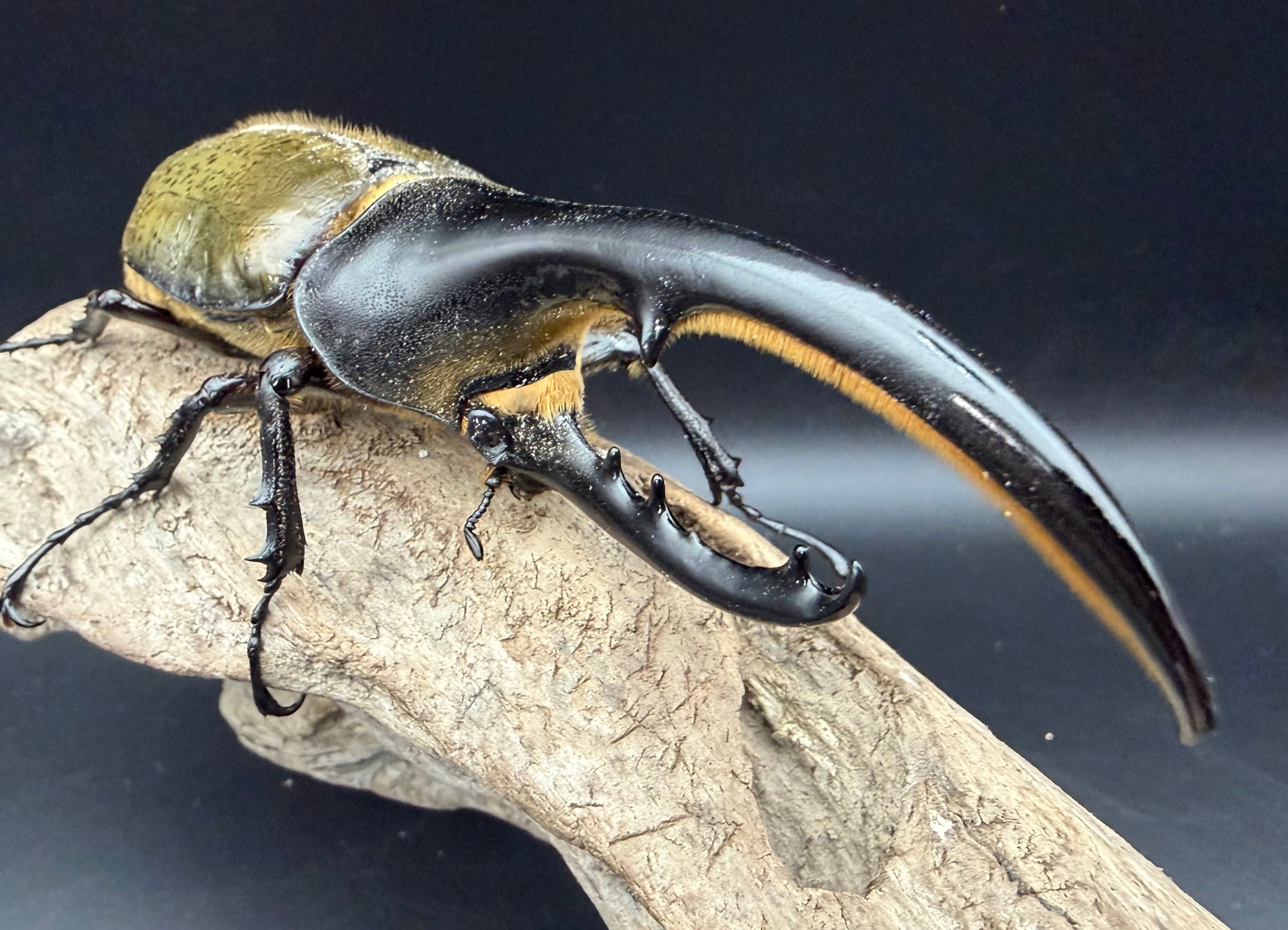 ヘラクレス・ヘラクレス 138mm ペア》 | KPW公式オンラインショップ