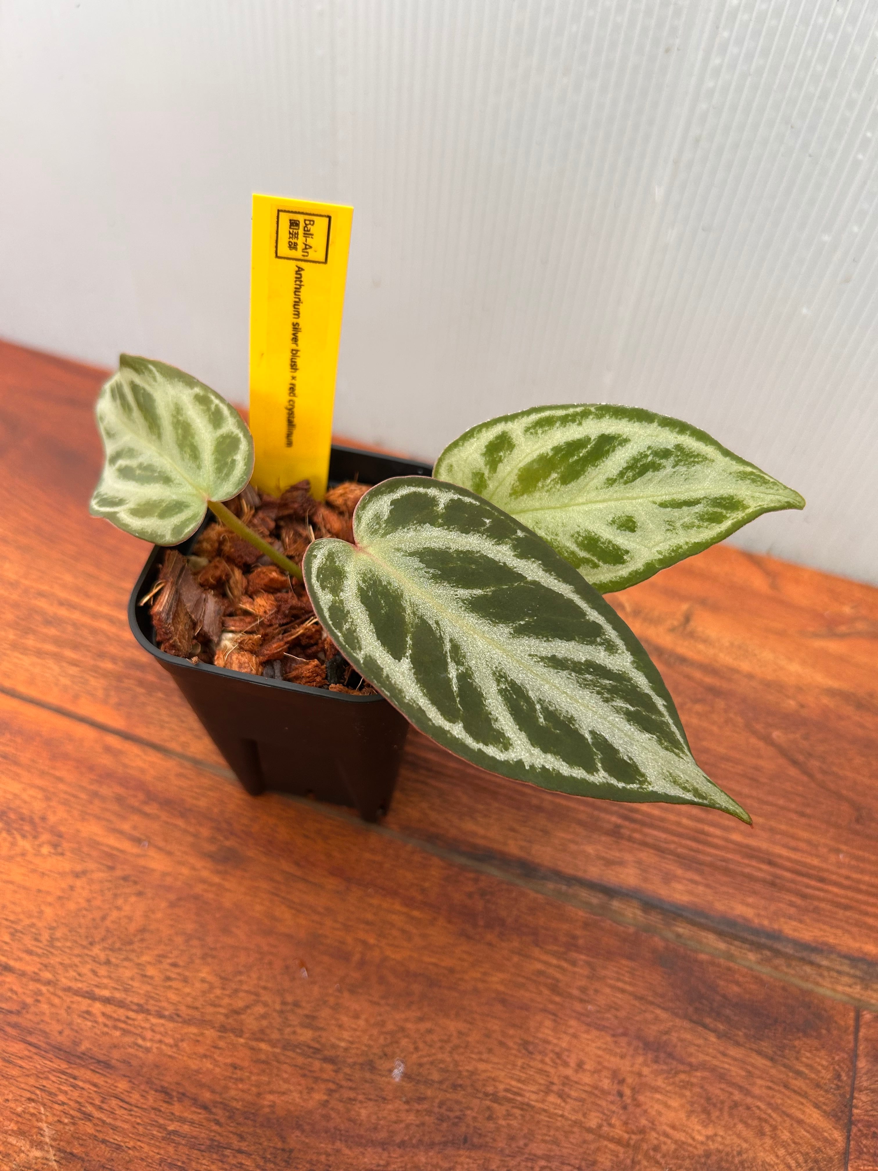 Anthurium | BALI-AN 園芸