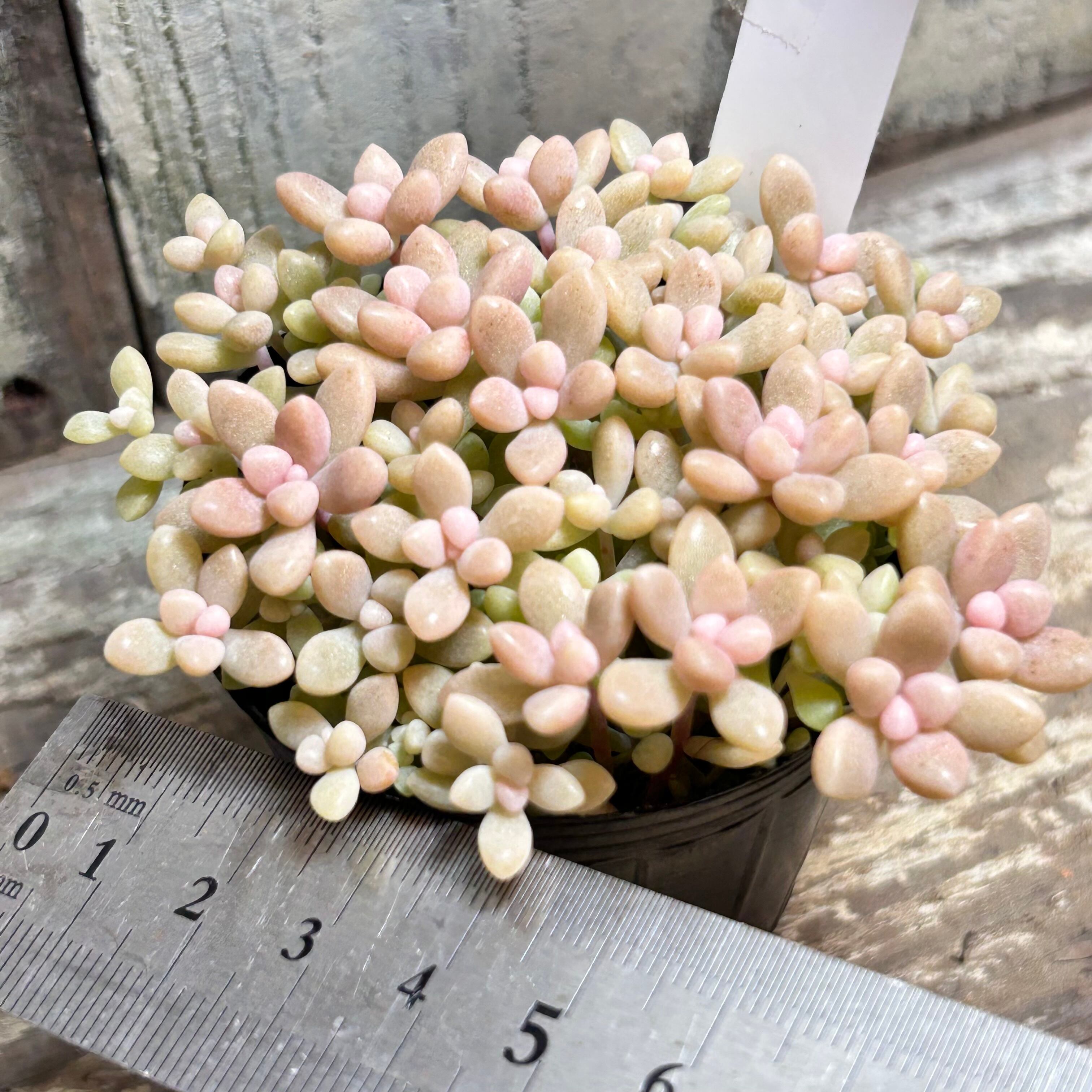 姫秋麗 | RuPo 多肉植物専門店