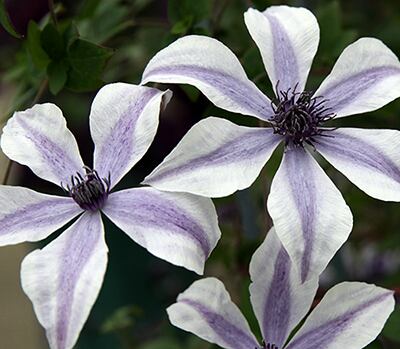 風の方位　C.‛kazenohoui’　‐フロリダ系　O-F