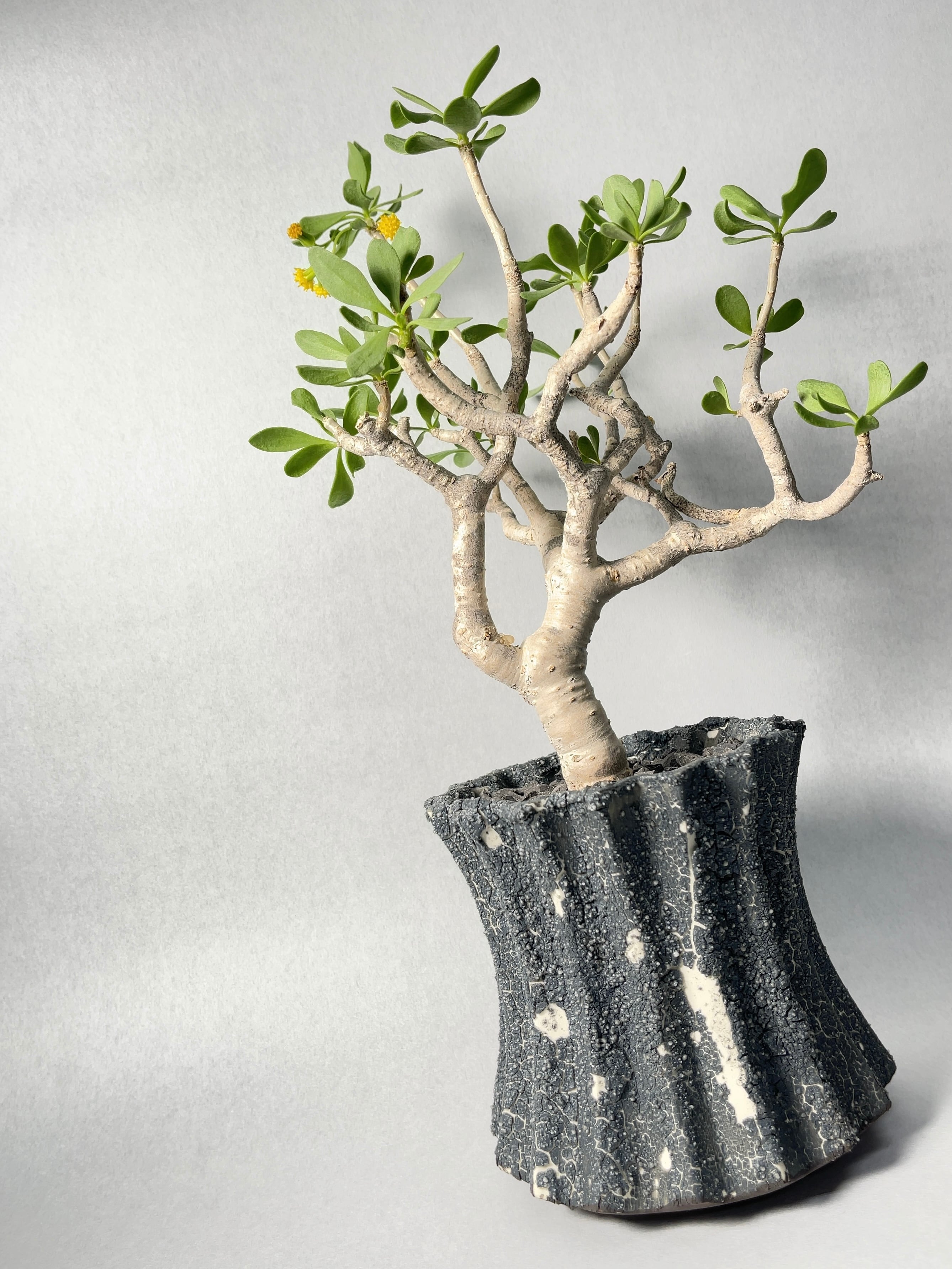 オトンナ・フルカタ | trigger