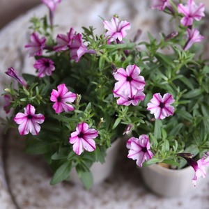 mondimanche ペチュニア　栄養系　Rin りん　すじ入りピンク｜小さなお花　暑さ、雨に強く寄せ植えにオススメ