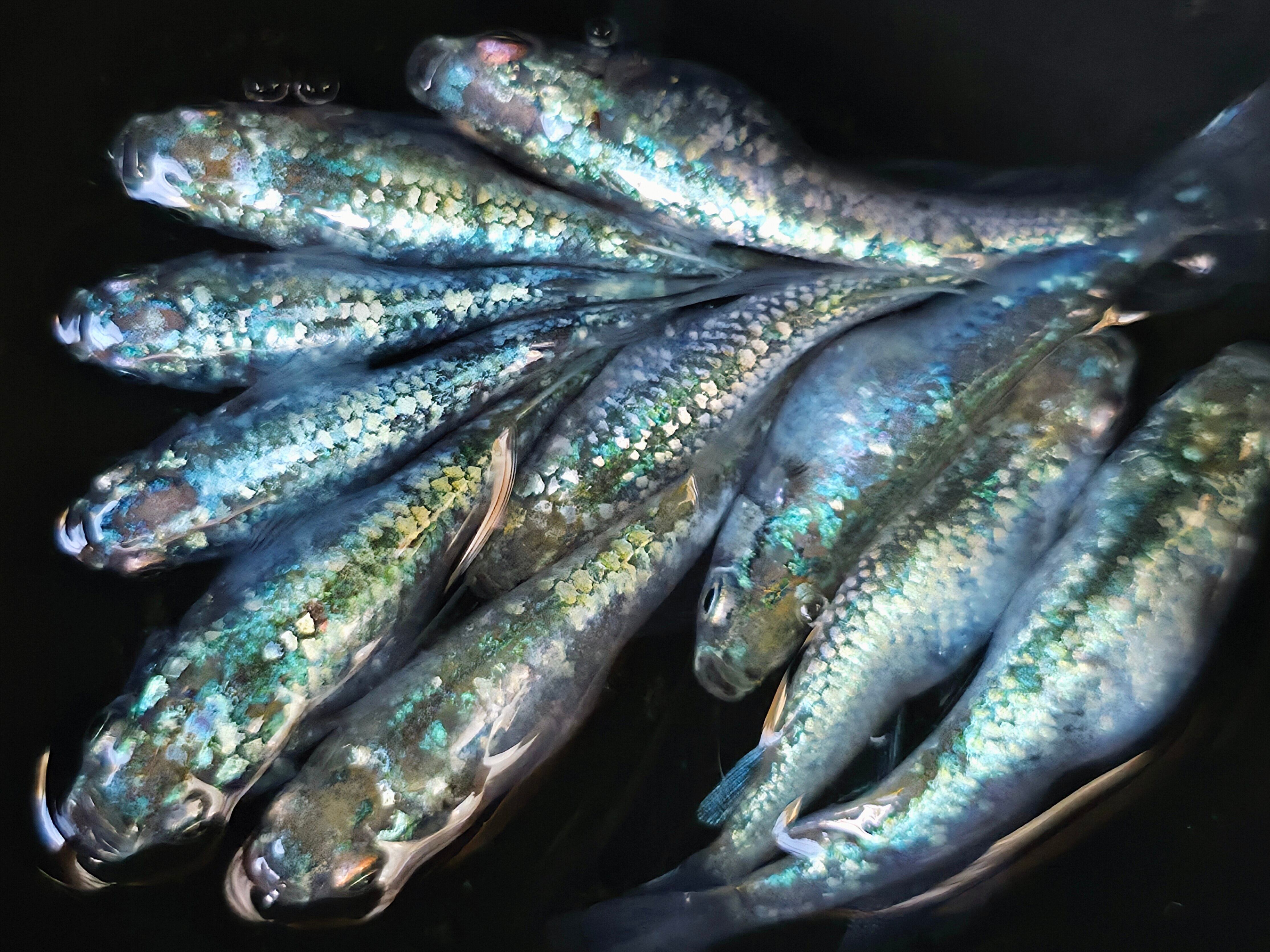成魚 レックウザ メダカ 10匹+α | Pay ID 成魚 レックウザ メダカ 10匹+α | Pay ID