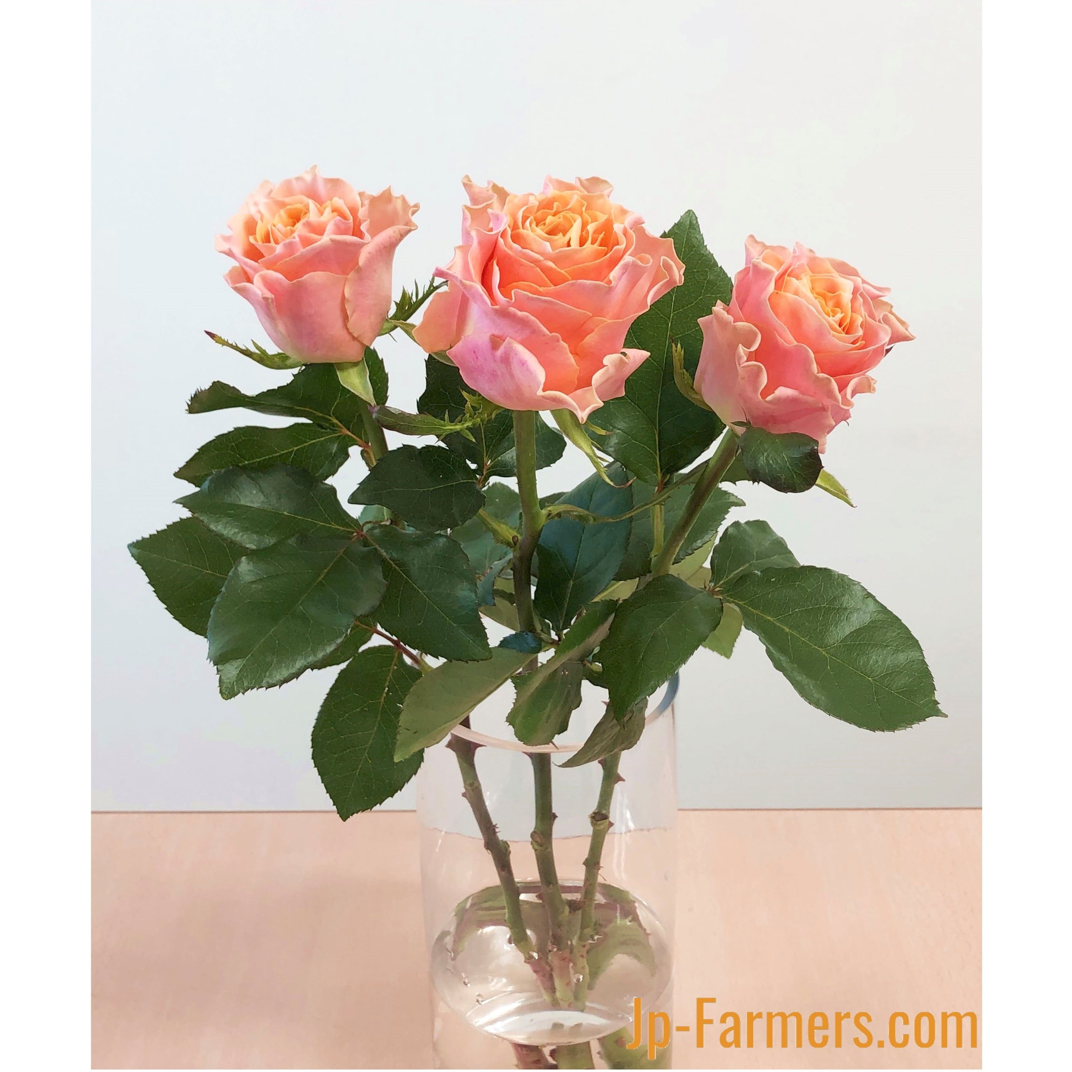 神田ばら園 10本 ☆バラ品種名： カルピデューム | 新鮮お花問屋 Jp