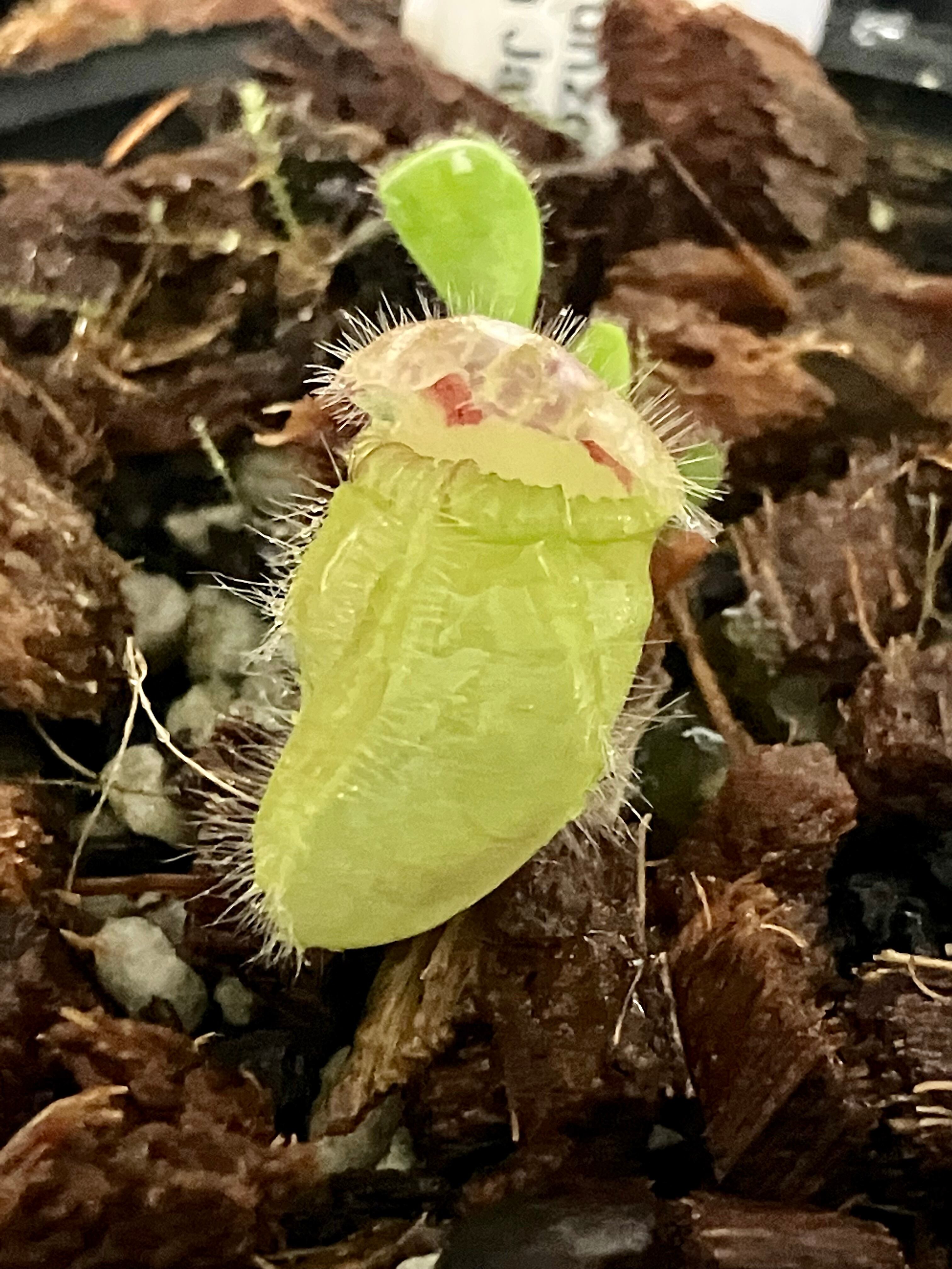 AN] Cephalotus follicularis Seedling of Hummer's Giant BCP