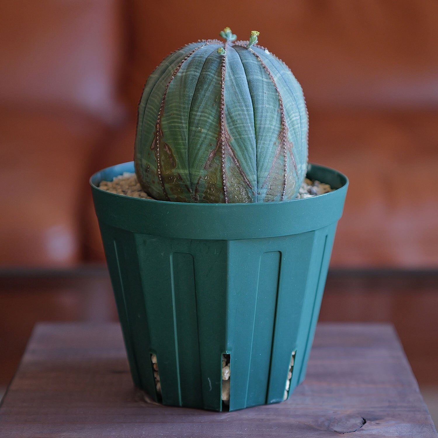 オス株 大株 7.7cm 美模様 まん丸 木質化 オベサ / 良型