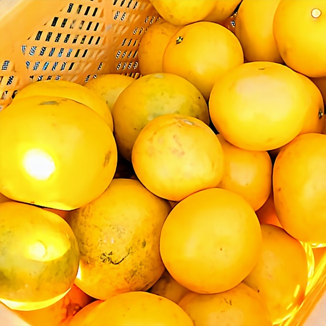 【有機栽培　熊本県天草産の柑橘類】グレープフルーツ（5Kg）（有機JAS認証対応商品）