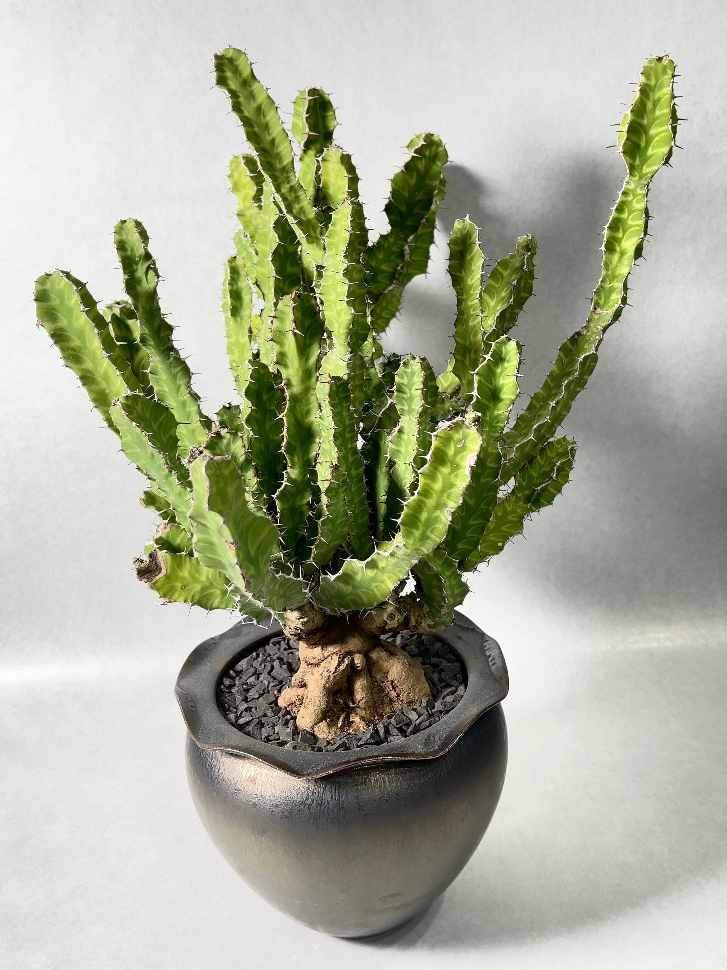 ユーフォルビア・プセウドカクタス | trigger