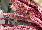 【国産・完全非加熱】ヤシと夏の花々の生はちみつ｜純粋はちみつ 110g